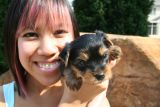 Healthy male and female yorkie puppies for free adoption..(484) 531-2859