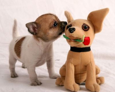 Top Chihuahua Puppies For Kids.
