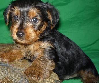 Lovely yorkshire terrie pupps seeking care and attention