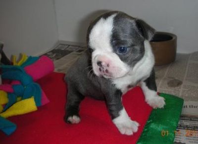 Playful Boston Terrier puppies Available for Good poeplse