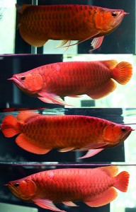 BUY AROWANA FISH NOW!!!!!PRICES REDUCED (lu_fishfarm@yahoo.com)