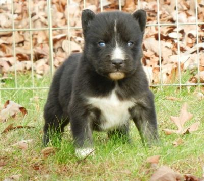 Cute Siberian husky puppies for pet lovers only.