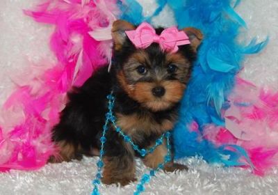 male and female Teacup Yorkie puppies for good homes