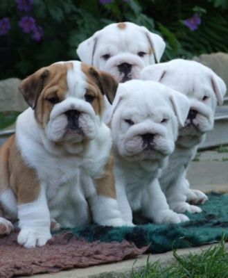 AWESOME AND HOME TRAINED ENGLISH BULLDOG PUPPIES GOING.