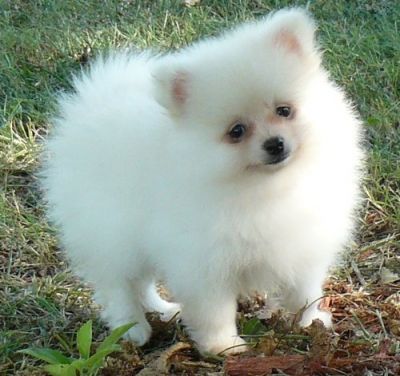 pomeranian puppies for sale