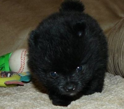 Black Tcup size male Pomeranian puppy-3.5 Ibs at full grown