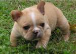 french bulldog for a good home