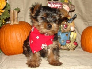AMAZING XMAS TEACUP YORKIE PUPPIES FOR FREE ADOPTION