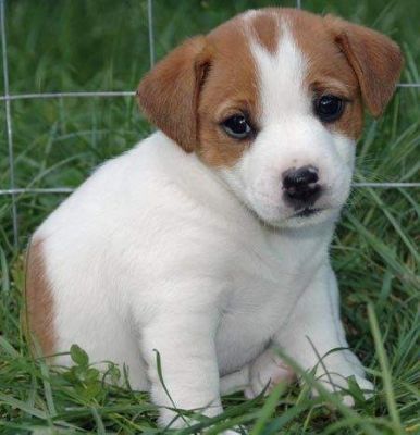 Jack Russell Puppies Available for Re Homing Now
