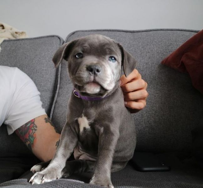 Blue English Staffordshire Bull Terrier Puppies – Raised in Family Home