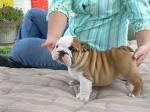 Wonderful and well trained English bulldog puppies for great homes.
