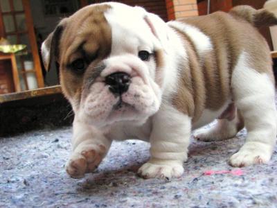 English Bulldog  Puppies 