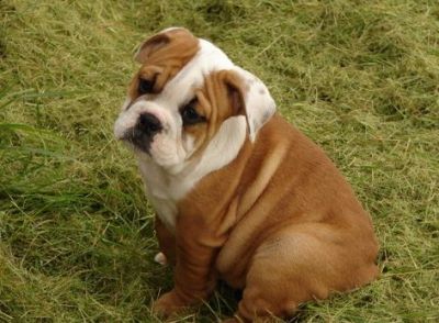 Akc registered english bulldog puppies available for sale.