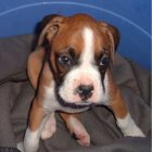 Adorable Supper Boxer-Puppy for sale
