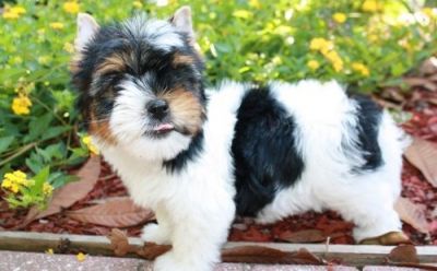 Pretty Yorkie Puppies for sale (male and female)