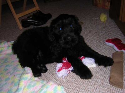 Awesome Black Russian Terrier puppies for adoption