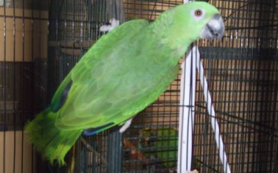 Yellow Naped Amazon Breeder $650