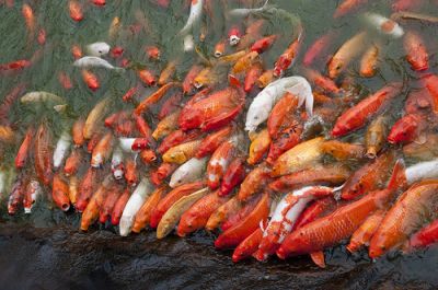 Beautiful mix color KOI fishes available in stock for sale.