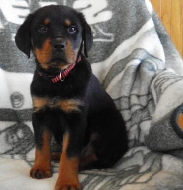 Charming Rottweiler Puppies For Sale