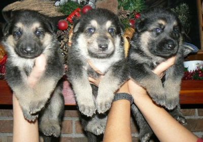 Cute German shepherd puppies for adoption