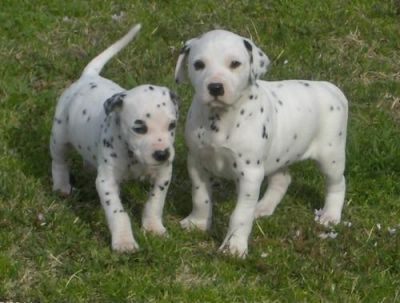 Adorable male and female Dalmatian Puppies available