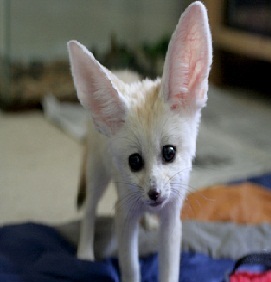 TICA Registered Fennec fox,spotted genet and kinkajou for sale