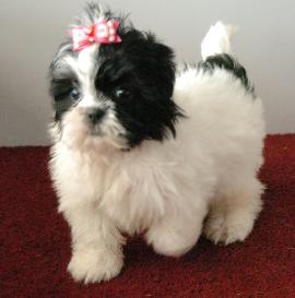 SHIH TZU puppies For Adoption