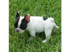 Awesome French Bulldog Pups for Cristmas Homes