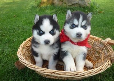 (martins.frank42@yahoo.com)Siberian husky Puppies For Adoption