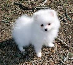 ****Teacup Pomeranian Puppies For Adoption*****