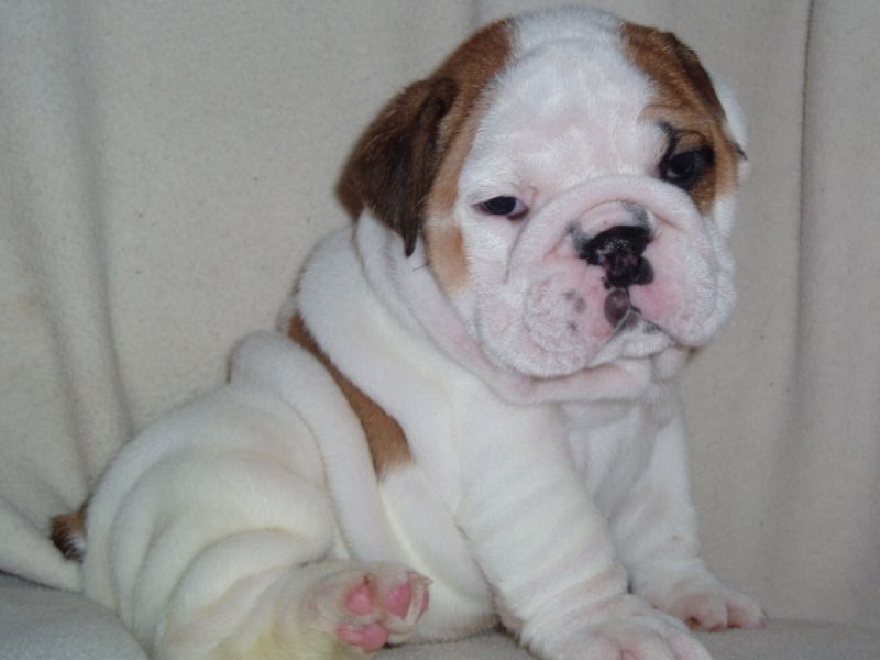 Cute English Bulldog