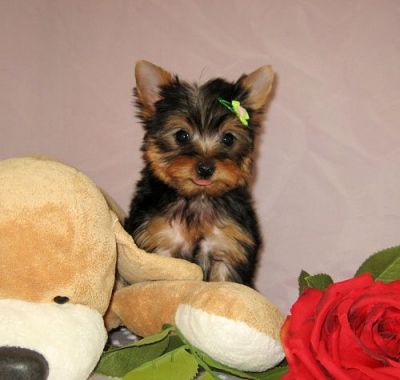 Yorky south ready to join for adoption