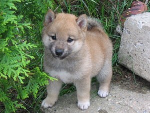 handsome male shiba inu puppfor adoption