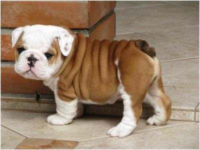 Cute and adorable purebred english bulldog puppies for sale.