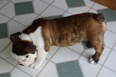 Adorable English Bulldog Puppies Available Now For Sale