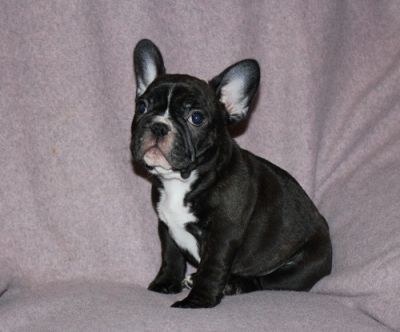 french bulldog for adoption 