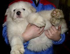 Maremma Sheepdog Puppies Available for sale
