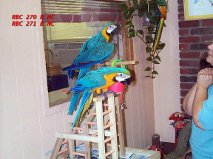 TONY MY PARROTS CAN TALK AND IS READY TO GO INTO HIS NEW HOME