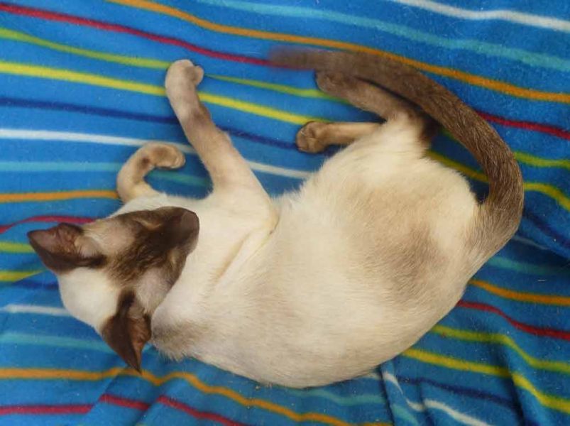 Siamese Chocolate Pt. Female Adult