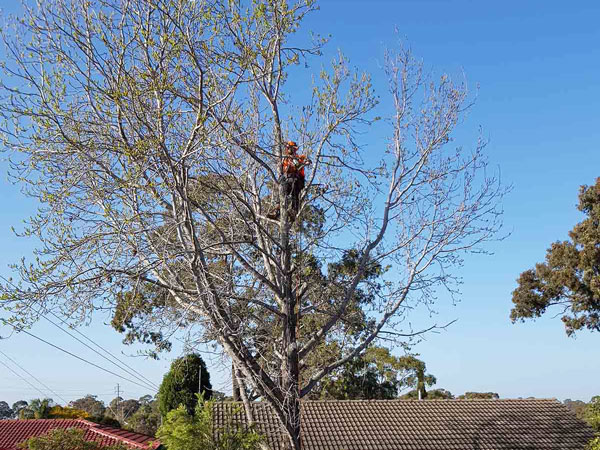 Solutions Arborist Services & Tree Removal