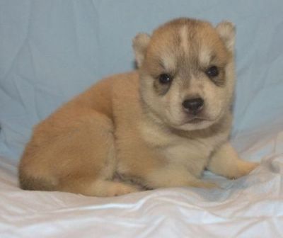 Akc Classed Siberian Husky puppies to move now