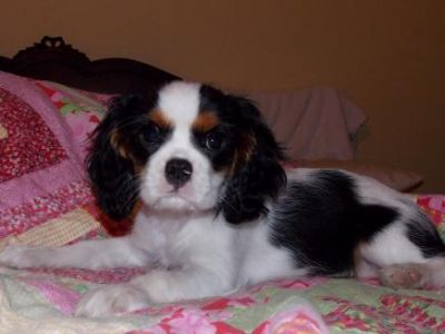  gorgeous Cavalier King Charles Puppies available for adoption
