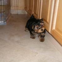 adorable teacup yorkie puppy for free adoption