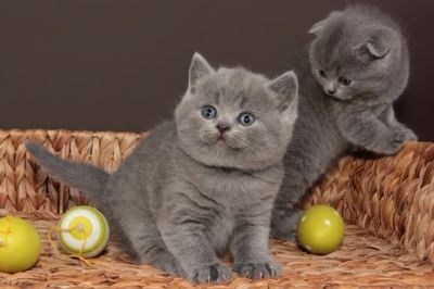 Domestic british shorthair kittens