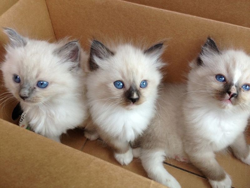 Ragdoll Kittens
