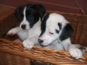 Akc Registered jack russel Puppies for Valentine's!