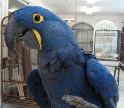   Free Pair Of Hyacinth Macaw Parrots For A Loving Home (totaly free )