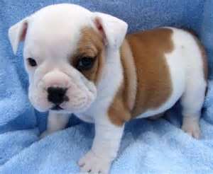 English Bulldog for sale