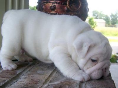 Charming English Bulldog Puppies For Sale