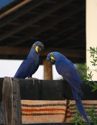 Free Pair Of Hyacinth Macaw Parrots For Free3444